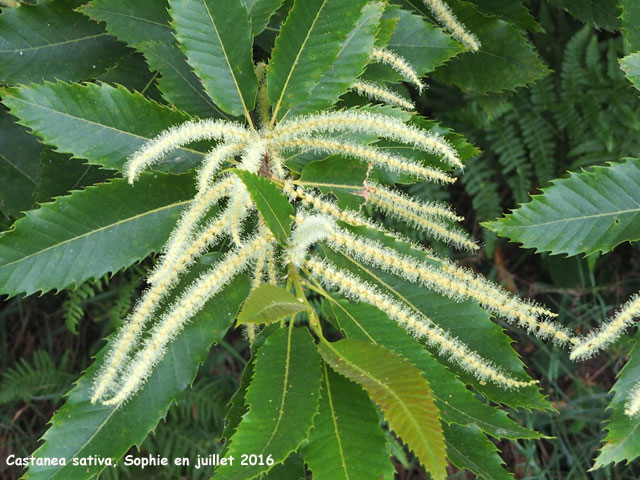 Castanea sativa